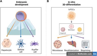 iPSC-derived cells for whole liver bioengineering